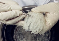 Hướng dẫn cách nhặt lông yến sạch đơn giản, nhanh chóng tại nhà